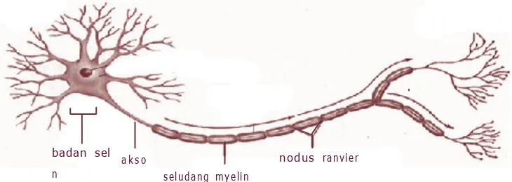 Gambar 3.1 Struktur sel sarafSumber: Encyclopedia