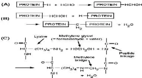 Gambar 1. Reaksi Formalin dengan Protein (Iskandar, 2008).
