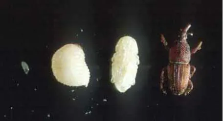 Gambar 2: Larva S. oryzae Sumber: http://www.the-piedpiper.co.uk 