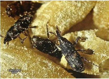 Gambar 4: Gejala kerusakan  Sitophilus oryzae L. Sumber: http://www.the-piedpiper.co.uk 