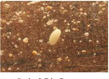 Gambar 6: larva, pupa dan imago T. castaneumSumber: http://www.the-piedpiper.co.uk 