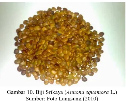 Gambar 10. Biji Srikaya (Annona squamosa L.) Sumber: Foto Langsung (2010) 