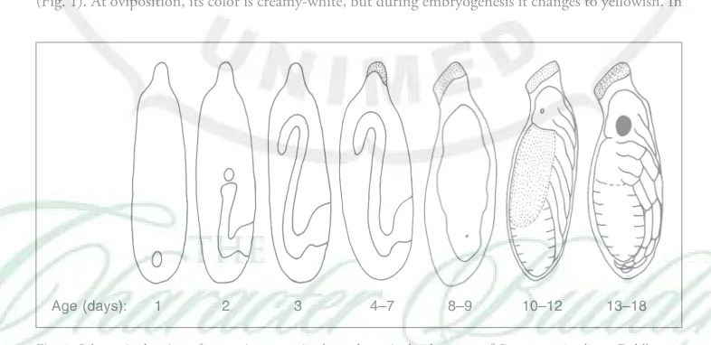 Fig. 1. Schematic drawing of successive stages in the embryonic development of Psammotettix alienusday: the germ anlage is moved by anatrepsis (invagination) into the yolk system; 3rd day: the greater extension ofthe germ band and appears as S-shaped; 4th–7th days: the greatest extension egg size is achieved as a result of waterabsorption; 8th–9th days: embryo before katatrepsis; in this case, the eye spot appears at the posterior pole; 10th–12th days: embryo after katatrepsis; 13th–18th days: head, thorax, abdomen segment as well as legs can be clearly1st day: egg is in the blastoderm stage and symbiont-harboring organs appear as a circle at the posterior pole; 2nd Dahlb.defined and the embryo is ready to hatch from the egg.