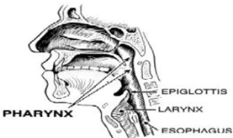 Gambar 2.1. Anatomi Hidung Manusia 58 b. Laring