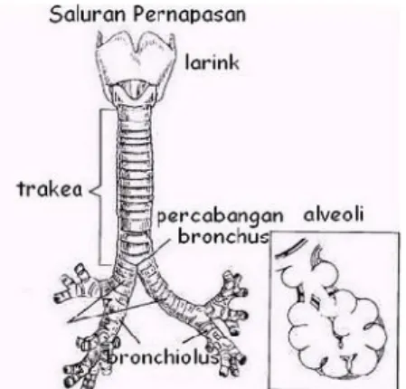 Gambar 2.3. Anatomi Trakea Manusia d. Bronkus