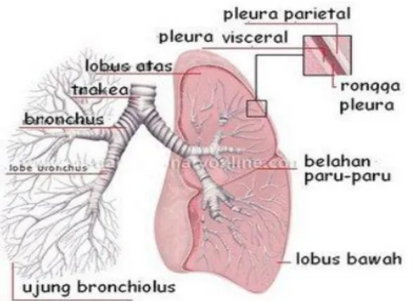 Gambar 2.4. Anatomi Paru-Paru Manusia 61