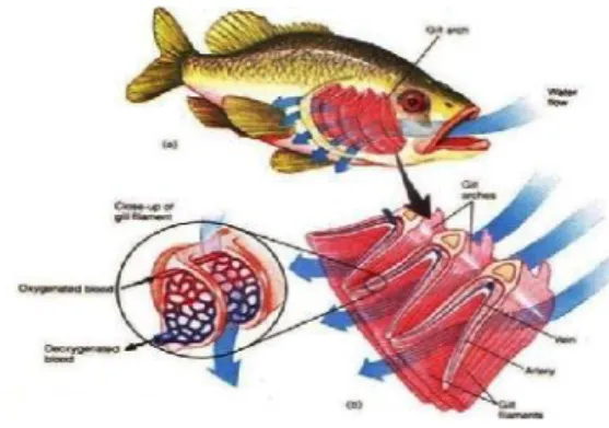 Gambar 2.8. Struktur dan Fungsi Insang Ikan 92