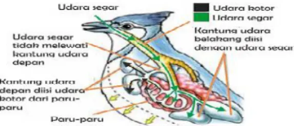 Gambar 2.11. Sistem Respirasi Burung