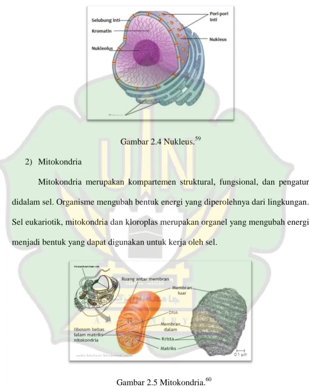 Gambar 2.4 Nukleus. 59 2)  Mitokondria  