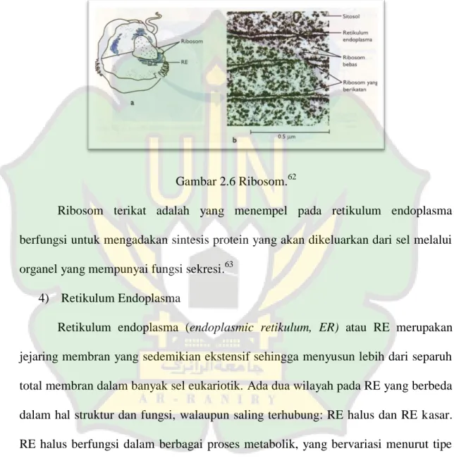 Gambar 2.6 Ribosom. 62