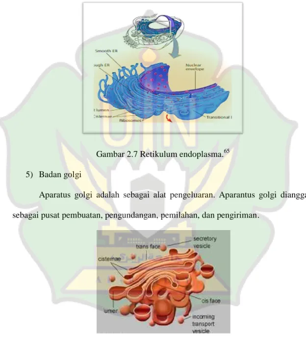Gambar 2.7 Retikulum endoplasma. 65 5)  Badan golgi  