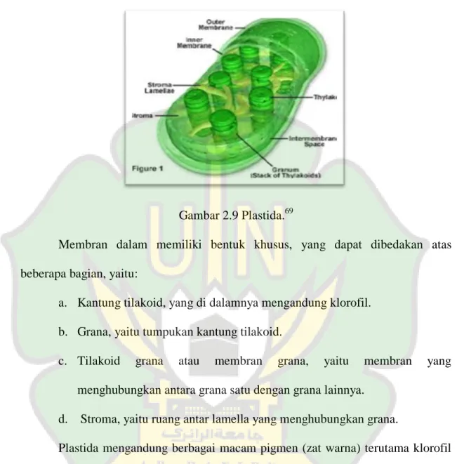 Gambar 2.9 Plastida. 69