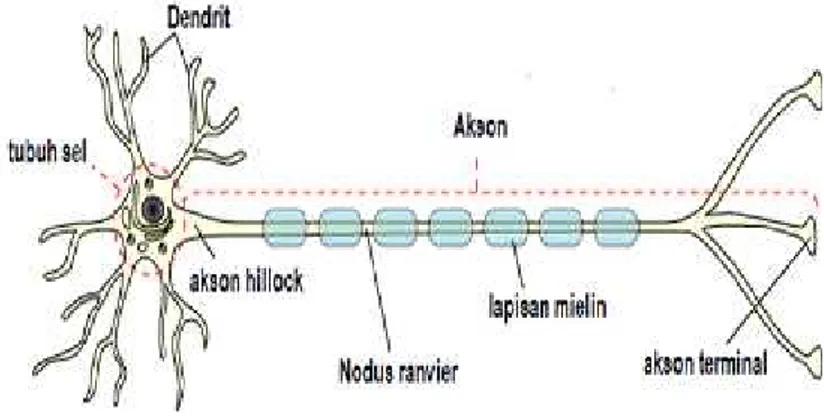 Gambar 2.1 struktur sel saraf 42