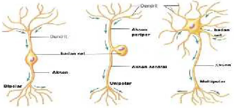 Gambar 2.2 Pengelompokan neuron berdasarkan jumlah uluran 44 Ditinjau  dari  fungsinya,  neuron  dapat  dibedakan  menjadi  3 macam  yaitu neuron  motorik,  sensorik,  dan  interneuron