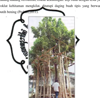 Gambar 1. Pohon mata kucing (Helmina, 2007) 