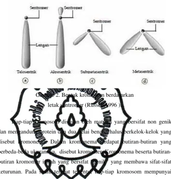 Gambar 2. Bentuk kromosom berdasarkan  