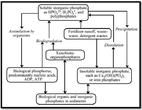Gambar 2.  Skema siklus fosfat (Manahan, 1994). 