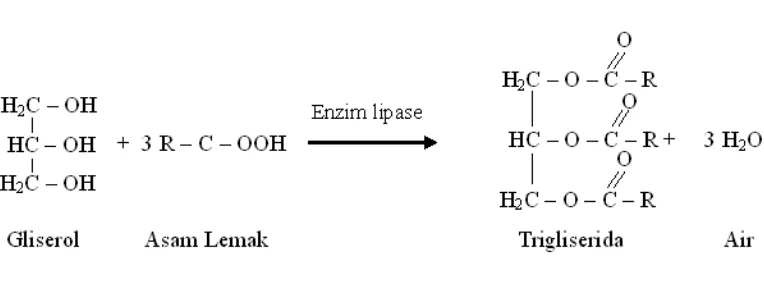 Gambar 2. Reaksi Pembentukan Trigliserida 