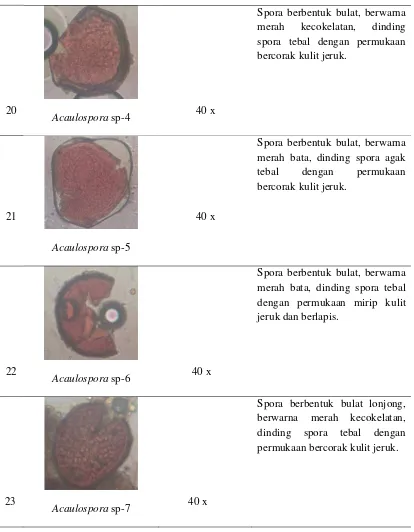 Tabel 5. Tipe dan Karakteristrik spora pada kopi  lokasi-2  