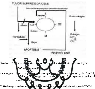 Gambar  2.2  Tumor supressor gene dalam siklus sel (dikutip dari Andrijono, 