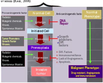 Gambar 2.4.  Perubahan fenotip dan proses inisiasi hingga progresi sel  (dikutip dari  MacDonald & Ford, 1997 dengan modifikasi)