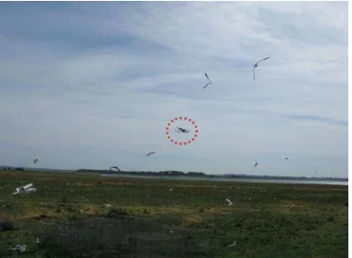 Figure 1. Birds show no disturbance by UAS (Falcon 8) 