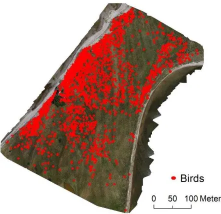 Figure 3. Identified bird objects (red dots) from UAS aerial  survey of 25.5.2012 on the birds reserve island Langenwerder 