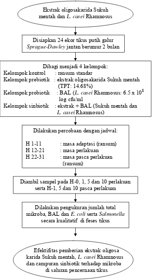Gambar 3.5. Diagram alir uji potensi prebiotik ekstrak oligosakarida secara in vivo  