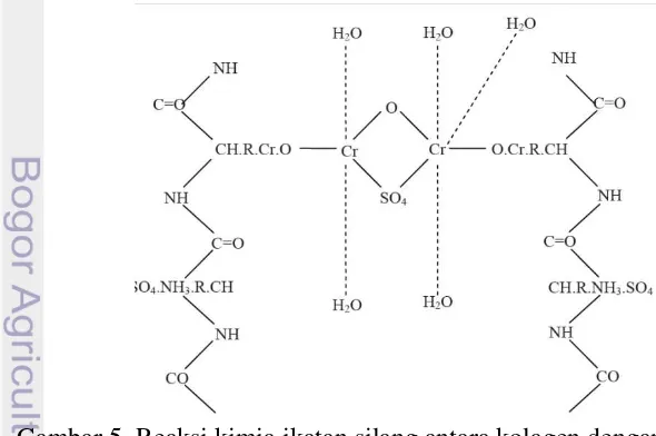 Gambar 5. Reaksi kimia ikatan silang antara kolagen dengan krom  Sumber : Purnomo (1992) 