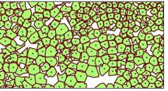 Figure 3. Detected trees and their crowns from ALS data ( only a part of the study site)   