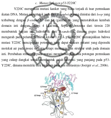 Gambar 4. Struktur domain inti p53 yang berikatan dengan DNA (kode PDB: 2AHI) (Kitayner et al., 2006)