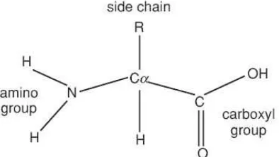 Gambar 5. Struktur dasar asam amino