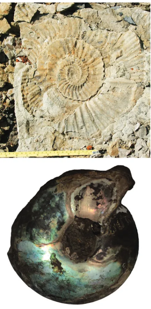 Figure 5. Typical large-sized and well-ribbed Middle Volgian dorsoplanitidammoniteriver, Russia) and small smooth-shelled craspeditid ammonite (this isnearly full-growth Epivirgatitessp, (left, field photo, Gorodischi section, Volga Craspedites okensis (d’