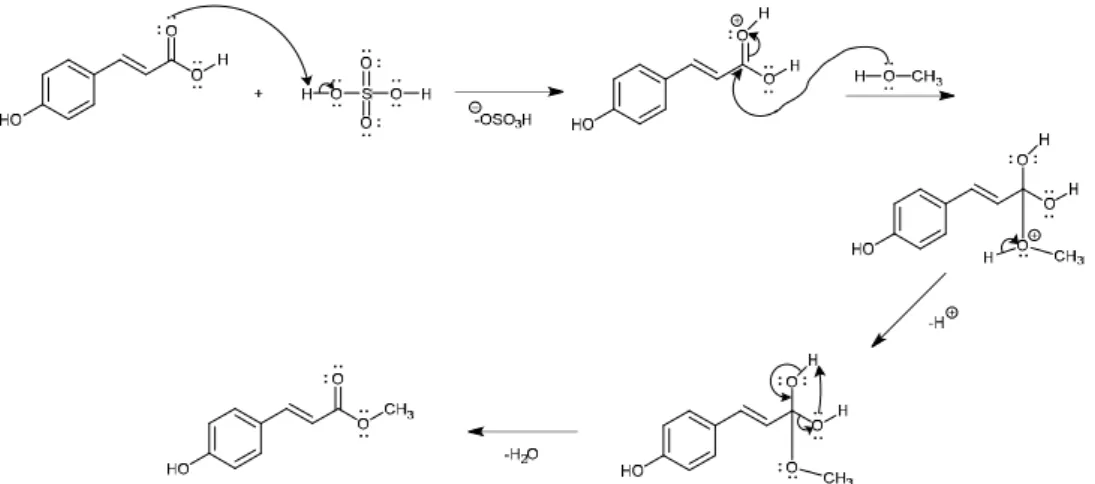 Gambar  5.  Reaksi  pembentukan  metil   -(p-hidroksifenil)akrilat  dari  asam   -(p- -(p-hidroksifenil)akrilat dengan metanol