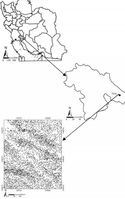 Figure 3. Coppice structure of Persian oak trees in the studyarea.