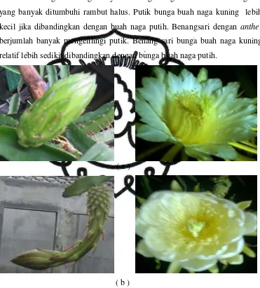 Gambar 1. (a) Bunga buah naga putih, (b) Bunga buah naga kuning. 