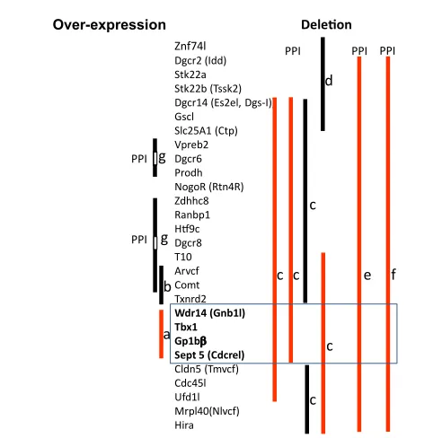 Figure 1: Genetic mouse models of 22q11.2 CNVs. Over-expression (left) and deletion (right) cases are indicated