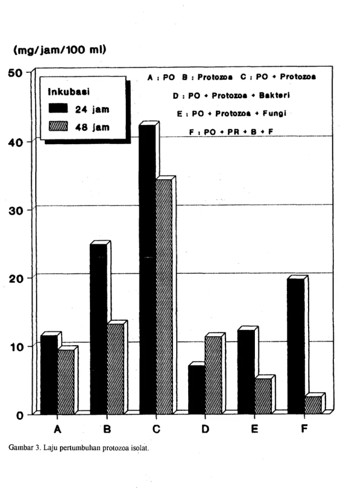 Gambar 3. Laju pertumbuhan protozoa isolat.