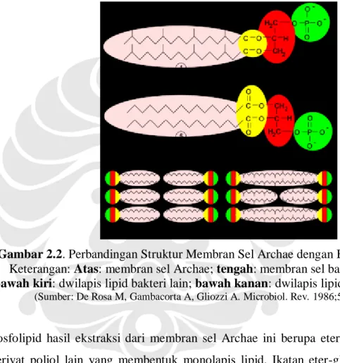 Gambar 2.2. Perbandingan Struktur Membran Sel Archae dengan Bakteri Lain  Keterangan: Atas: membran sel Archae; tengah: membran sel bakteri lain; 
