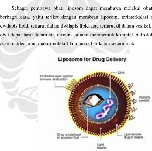 Gambar  2.2. Struktur liposom dengan berbagai kemungkinan cara obat  terinkorporasi 27 