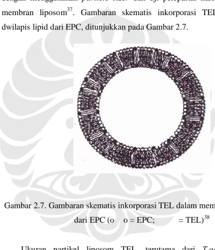 Gambar 2.7. Gambaran skematis inkorporasi TEL dalam membran dwilapis lipid  dari EPC (o≈≈o = EPC; ●≈≈● = TEL) 38 
