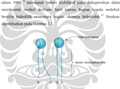 Gambar  2.1  Gambaran  skematik  fosfolipid  atau  lipid  membran  lain.  Bagian  kepala  merupakan  gliserol  yang  hidrofilik,  sementara  bagian  ekor  tersusun  atas  hidrokarbon  yang  hidrofobik