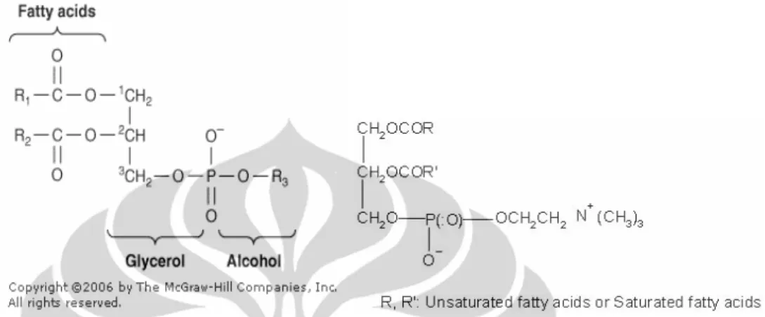 Gambar 2.2 Kiri: Struktur molekul fosfolipid yang tersusun atas asam lemak (R1  dan R2), gliserol, dan komponen alkohol terfosforilasi