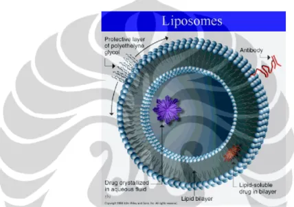 Gambar  2.3  Liposom  sebagai  pembawa  obat.  Obat  yang  larut  air  akan  terlarut  dalam inti liposom sementara obat yang larut lemak akan terikat dengan membran  liposom, terinterkalasi di antara dwilapis lipid, atau terlarut dalam dwilapis lipid