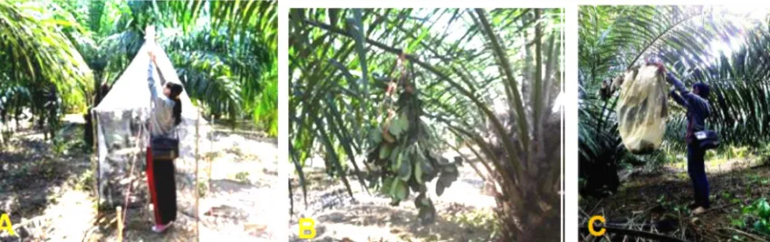 Gambar 2.  A. Malase trap dipasang di bawah pohon sawit; B. Artocarpus trap; C. Sweeping Trap 