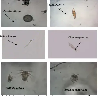 Gambar 2.Pada tambak di Bontang, plankton yaitu jenis fitoplankton yang dominan  dari kelas Chrysophyceae yang berfungsi sebagai produsen dalam rantai makanan, dan dapat dimanfaatkan oleh zooplankton
