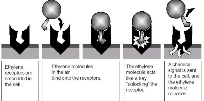 Gambar 1.  Mekanisme kerja etilen dalam menghasilkan efek fisiologis (Blankenship, 2001) 