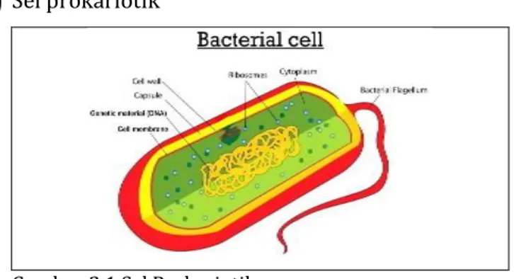 Gambar 2.1 Sel Prokariotik  Sumber:  