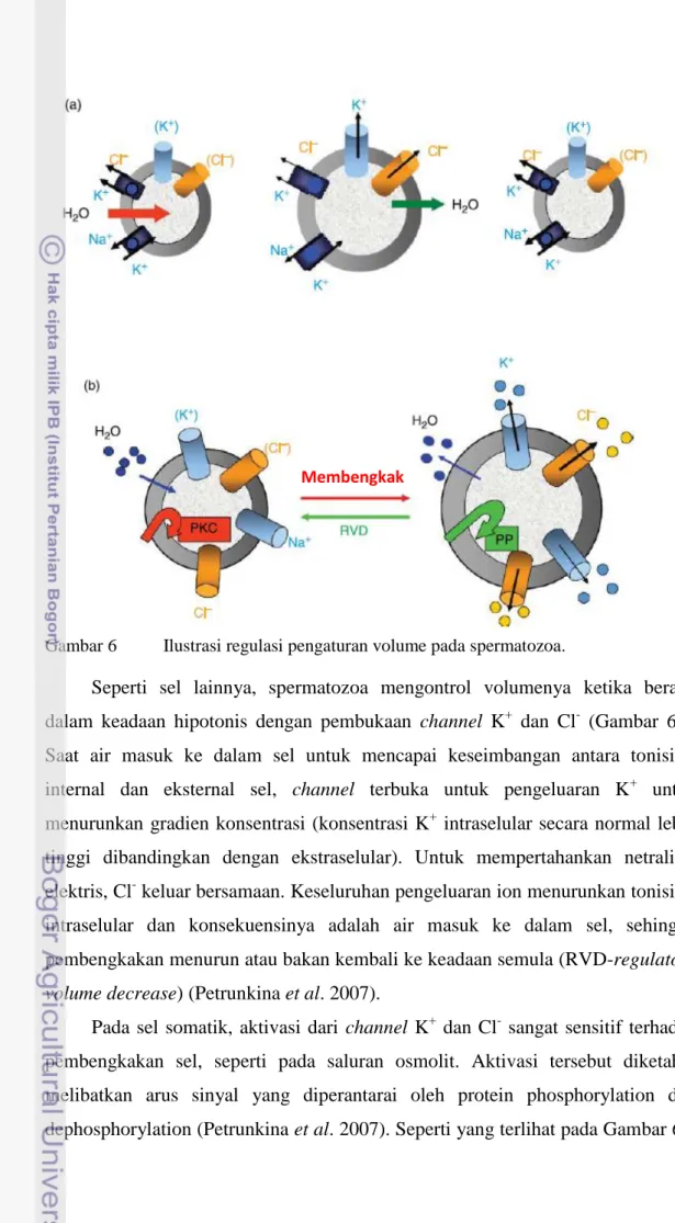 Gambar 6  Ilustrasi regulasi pengaturan volume pada spermatozoa. 