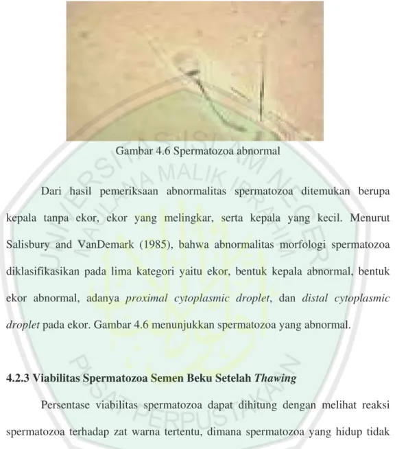 Gambar 4.6 Spermatozoa abnormal 